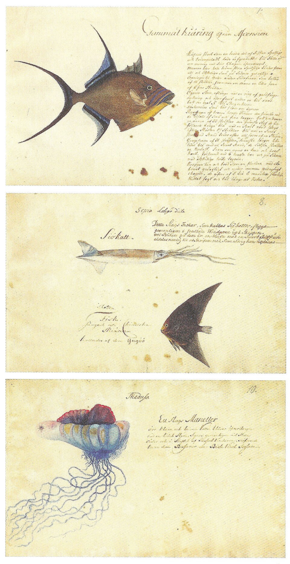 Ekeberg, Carl Gustav - Fish, cephalopod and jellyfish with determination by Linnaeus, around 1749