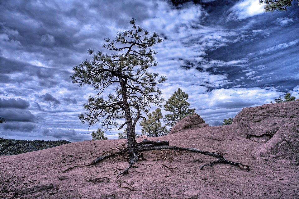 Infrared HDR 8 July 2012 Colorado Springs (7530797194)