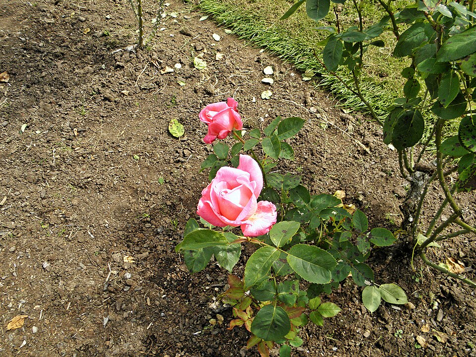Hybrid Tea - Portrait 16 (b)