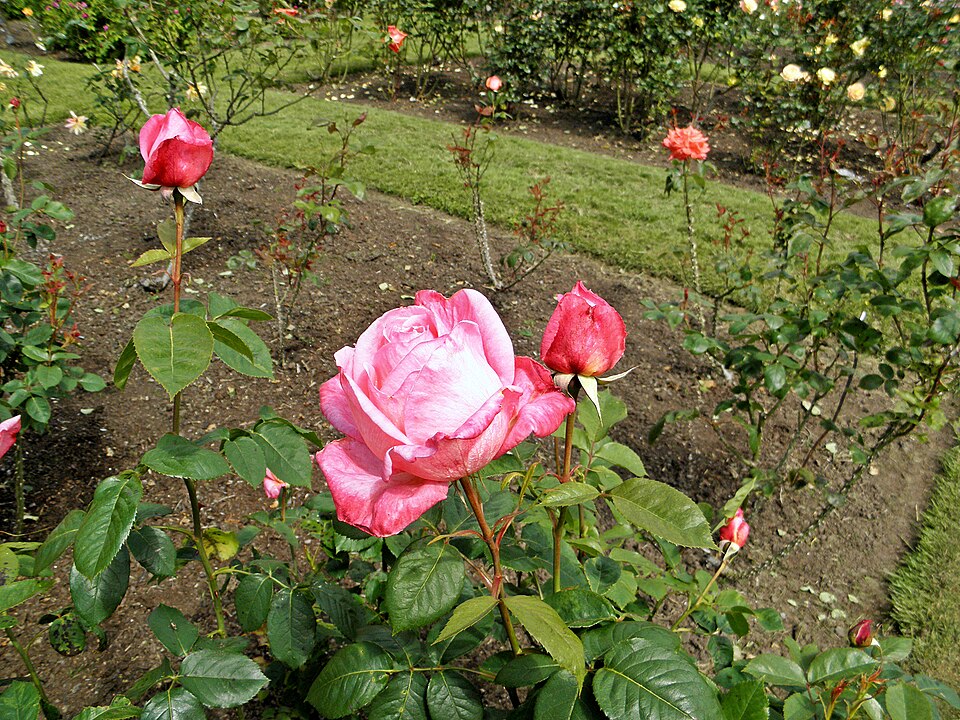 Hybrid Tea - Portrait 14 (b)