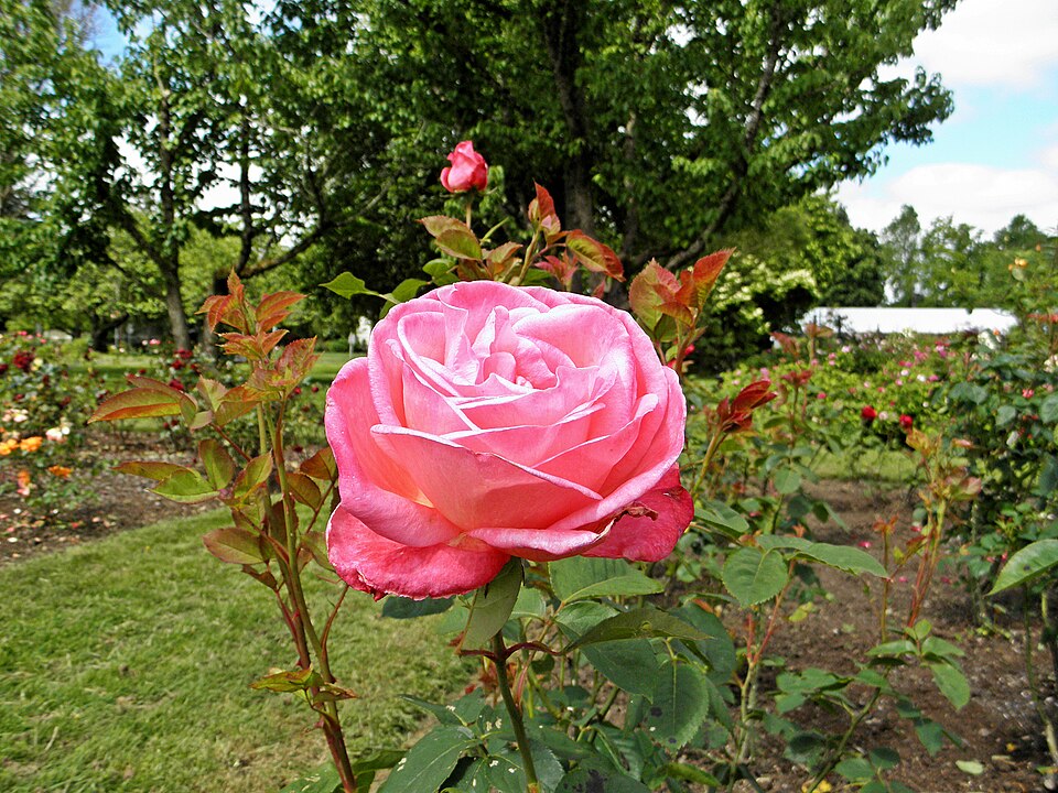Hybrid Tea - Portrait 12 (b)