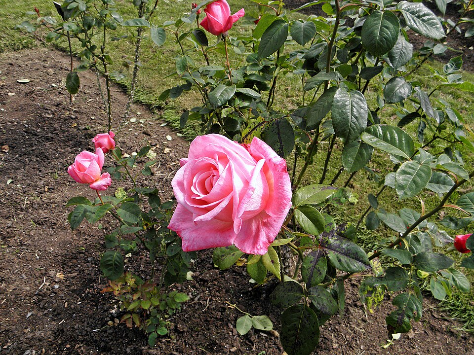 Hybrid Tea - Portrait 15 (b)