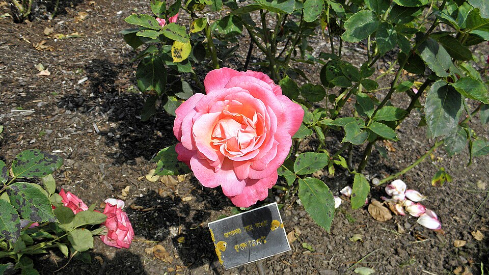 Hybrid Tea - Portrait 4 (cr)