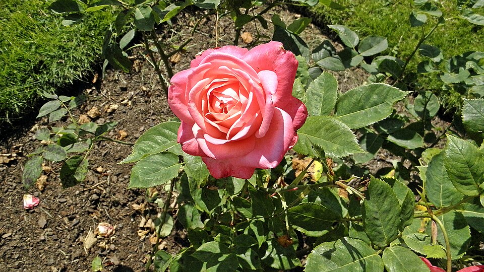 Hybrid Tea - Portrait 8 (cr)