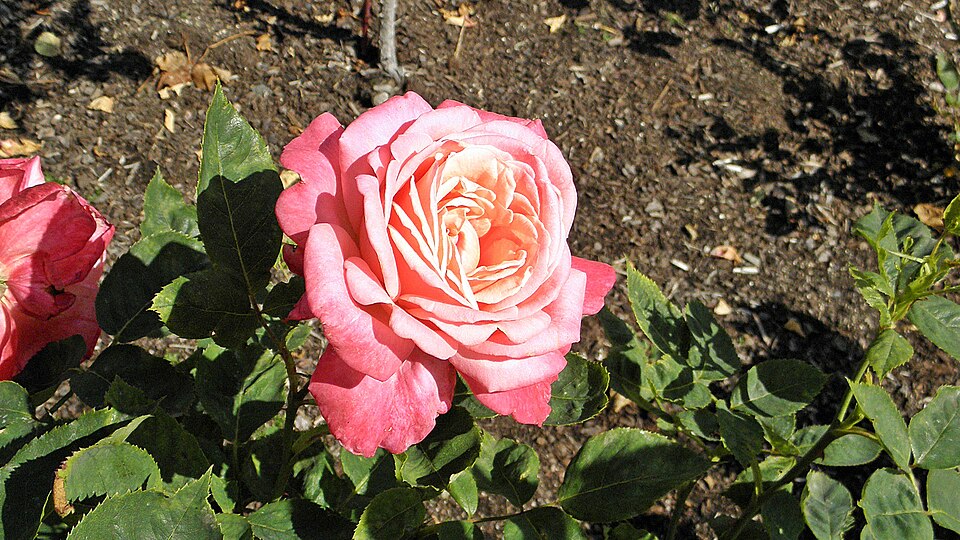 Hybrid Tea - Portrait 11 (cr)